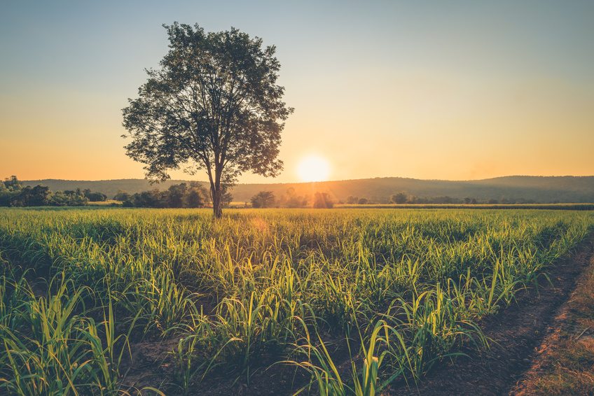 Agriculture / Farmland Agriculture / Farmland
